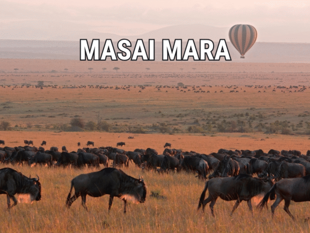 The Ultimate Masai Mara Safari Guide For Indian Travelers : Everything you need to know